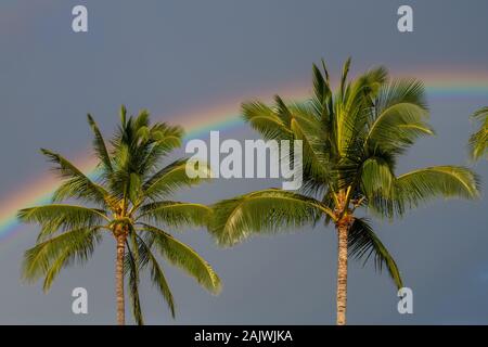 Deux palmiers contre un ciel sombre avec un arc-en-ciel Kauai, Hawaii, USA Banque D'Images