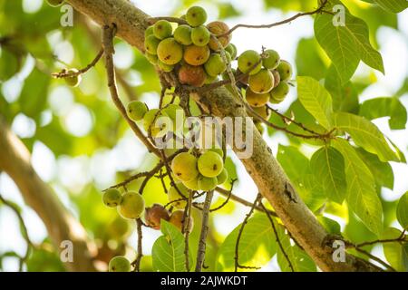 Ficus Racemosa, également connu sous le nom d'umbad, l'un des arbres les plus importants de la jungle indienne centrale. Banque D'Images