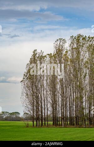 Les peupliers dans la rangée, le bulgare à la fin de l'automne près de green field Zlato Pole village, municipalité de Dimitrovgrad, Haskovo, Bulgarie, province de l'Europe. Paysages étonnant paysage, beau ciel Banque D'Images