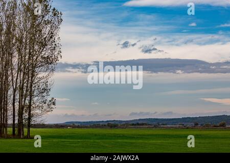 Les peupliers dans la rangée, le bulgare à la fin de l'automne près de green field Zlato Pole village, municipalité de Dimitrovgrad, Haskovo, Bulgarie, province de l'Europe. Paysages étonnant paysage, beau ciel Banque D'Images