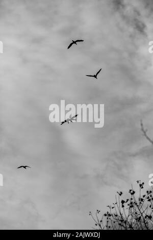 Silhouettes de Grands Cormorans volant dans le ciel, l'image en noir et blanc avec un contraste spectaculaire de puffy clouds. Moody sombre impression. Photographie des vallées près de la rivière Maritsa, Bulgarie Banque D'Images