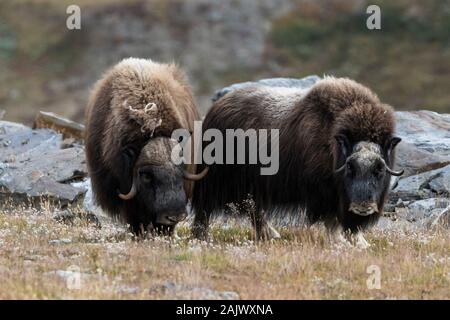 Boeufs musqués (Ovibos moschatus) dans le paysage d'automne, Fjall, homme, Dovrefjell-Sunndalsfjella National Park, Norvège Banque D'Images