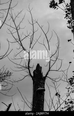 Comme le cerf tête avec des cornes. Noir et blanc. Poplar tree morts négligés dans le parc public, le réchauffement entraîne des dommages aux arbres de séchage. La région de pôle Fairground, Dimitrovgrad municipality, Haskovo, Bulgarie région Banque D'Images