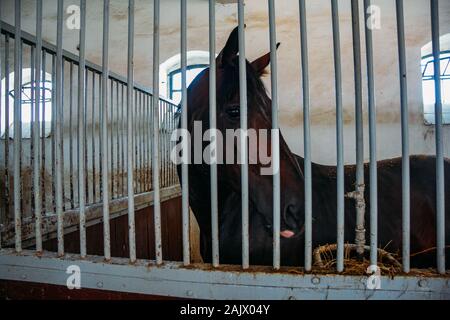 Cheval alezan dans une étable derrière les barreaux, Close up, Banque D'Images