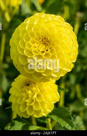 Une paire de jaunes fleurs Dahlia Ryecroft Orb sur fond vert Banque D'Images