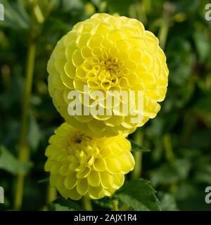 Une paire de jaunes fleurs Dahlia Ryecroft Orb sur fond vert Banque D'Images