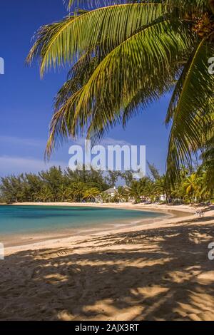 Palmier sur une plage des Caraïbes, Jamaïque Banque D'Images