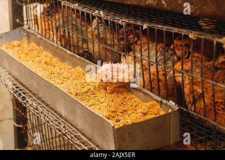 Les jeunes cailles dans des cages d'engraissement sur une caille farm Banque D'Images