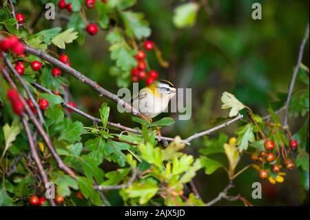 Regulus ignicapilla Firecrest (commune) dans les baies d'aubépine rouge entre. Banque D'Images