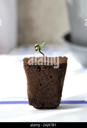 Un sprounting jeune plante provenant d'une semence dans un bloc de tourbe Banque D'Images