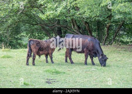 Bovins Angus dans une réserve naturelle Banque D'Images