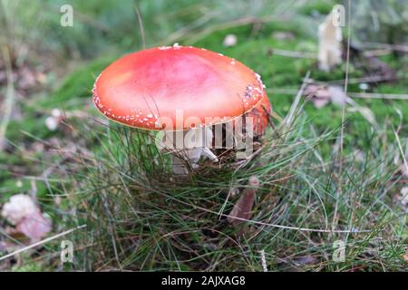 Agaric fly dans une touffe d'herbe Banque D'Images