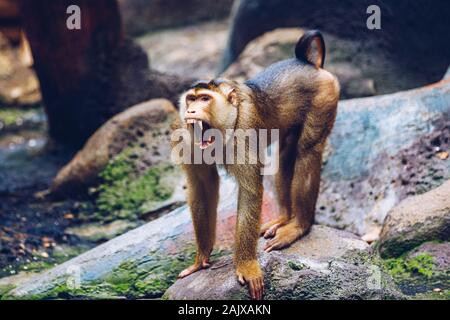 Le sud à queue de cochon (Sundaland Macaque macaque de cochon ou porc macaque à queue Sunda), au zoo de Prague. Le sud à queue de cochon (nemestrin Banque D'Images