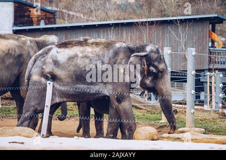 Famille d'éléphants indiens au Zoo de Prague. L'éléphant et éléphanteau marchent sur l'herbe. Zoo de Prague. L'éléphant indien au zoo Prague, Tchéquie, Banque D'Images