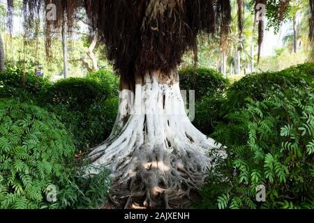 Les troncs d'arbres peints en blanc dans le parc Zhongshan, Xiamen (Amoy), Chine. Banque D'Images