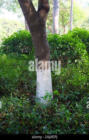 Les troncs d'arbres peints en blanc dans le parc Zhongshan, Xiamen (Amoy), Chine. Banque D'Images