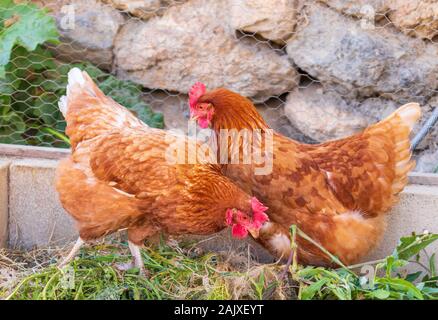 Gallus gallus domesticus, deux poulets domestiques Banque D'Images