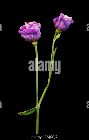 Voyantes violet de gentiane des prairies en fleurs, macro paire vintage fine art nature morte de fleurs, bourgeons etuve fond noir,dans un style de peinture Banque D'Images