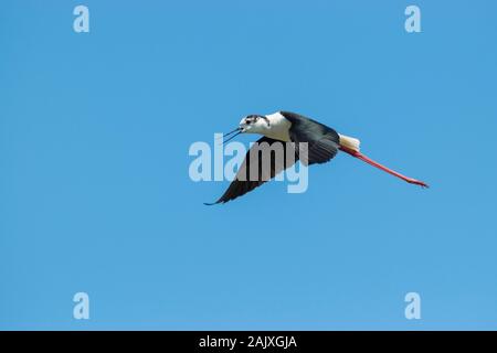 Black-winged Stilt ( Himantopus himantopus ) District Aveiro Portugal Banque D'Images