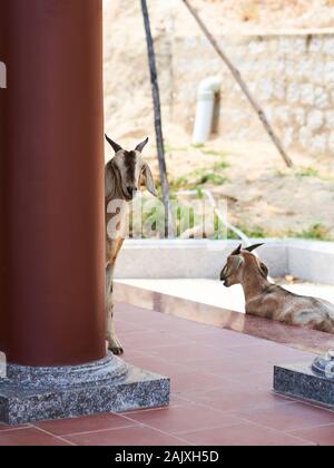 Les chèvres se reposant à l'ombre au temple Ong Nui Banque D'Images