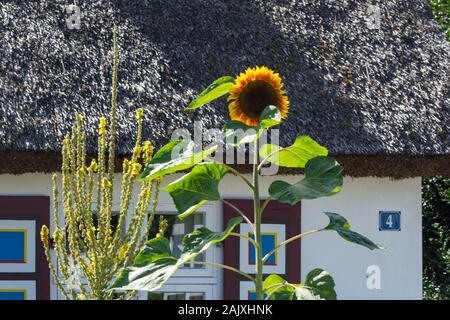 Maison sur la péninsule Fischland-darss-Zingst, mer Baltique, Allemagne avec des tournesols dans l'avant-plan Banque D'Images