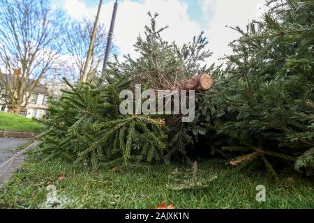 Arbres de Noël à gauche une collecte dans un parking à Bray, dans le Berkshire. Le Royal Borough of Windsor and Maidenhead conseil sont définies en vue de supprimer, shred et les composter avant qu'ils soient et transformé en amendement des sols. Banque D'Images