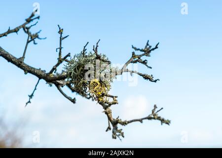 Lichen sur un arbre. Port Eynon, Péninsule de Gower, au Pays de Galles Banque D'Images