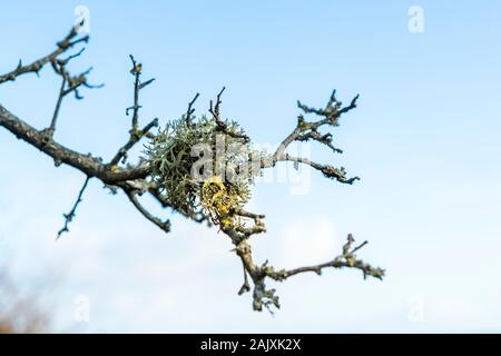 Lichen sur un arbre. Port Eynon, Péninsule de Gower, au Pays de Galles Banque D'Images
