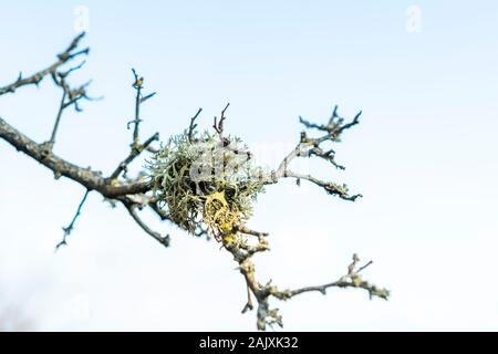 Lichen sur un arbre. Port Eynon, Péninsule de Gower, au Pays de Galles Banque D'Images
