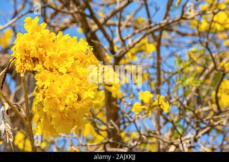 Fleurs jaune vif ou Peltophorum pterocarpum sur les arbres et le ciel dans le jardin. Banque D'Images