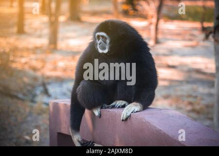 Gibbon adulte à fourrure noire, à main blanche, assis sur le pont avec effet flambant léger. Banque D'Images