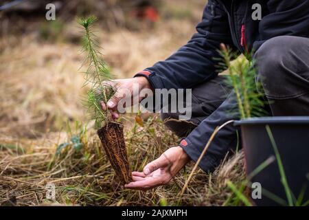 La planète, l'homme sûr de planter un arbre dans la forêt ruinée, aider la planète, ecology concept Banque D'Images