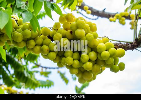 Arbre généalogique de groseille ou Phyllanthus acidus (L.) Skeels. Banque D'Images