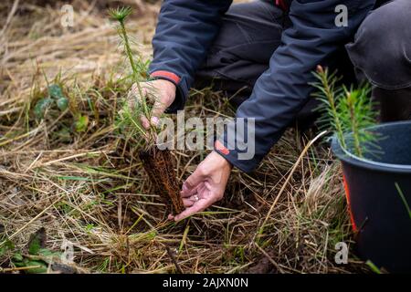 La planète, l'homme sûr de planter un arbre dans la forêt ruinée, aider la planète, ecology concept Banque D'Images