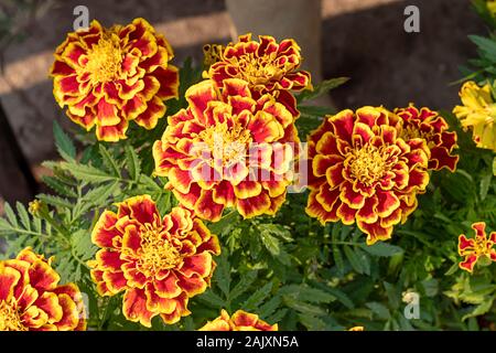 Fleurs de souci jaune ou Tagetes erecta dans jardin sur l'arrière-plan de la feuille verte. Banque D'Images