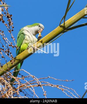 Le parakeet de moine (Myiopsitta monachus) date de manger sur le palmier, Beer Sheva, Israël Banque D'Images