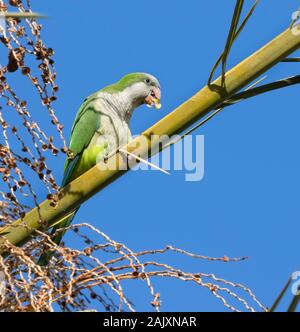 Le parakeet de moine (Myiopsitta monachus) se nourrissant sur le palmier date, Beer Sheva, Israël Banque D'Images