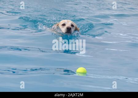 Golden labrador nageant pour son ballon dans une piscine. Banque D'Images