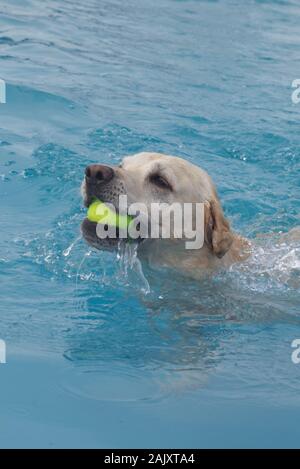 Golden labrador nageant pour son ballon dans une piscine. Banque D'Images