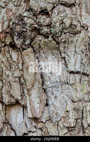 Bent-line Gray (Iridopsis larvaria) papillon adulte montrant le camouflage car elle se situe sur le côté du cornouiller fleuri arbre. Le Comté de Lancaster, PA, au printemps. Banque D'Images