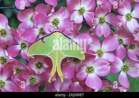 Luna Moth (Actias luna) le cornouiller fleuri rose. John J. Tyler Arboretum, comté de Delaware, Pennsylvanie, au printemps. Banque D'Images