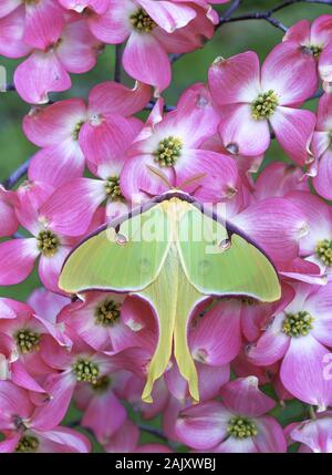 Luna Moth (Actias luna) le cornouiller fleuri rose. John J. Tyler Arboretum, comté de Delaware, Pennsylvanie, au printemps. Banque D'Images