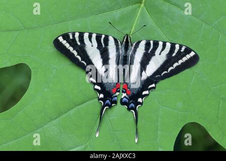 Zebra Swallowtail sur le tulipier leaf à Shenks Ferry Wildflower Préserver, comté de Lancaster, Pennsylvanie, au printemps. Banque D'Images