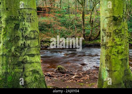 Deux arbres au bord d'une rivière Don qui coule dans les bois anciens de Middlewood, avec de vieux graffiti sculptés dans les troncs Banque D'Images