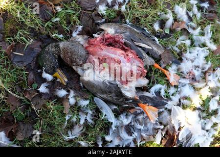 Duck gisant mort dans un fossé très probablement ravagé par un Autour des palombes sur une petite exploitation rurale dans l'ouest du pays de Galles Carmarthenshire, Grande Bretagne UK KATHY DEWITT Banque D'Images