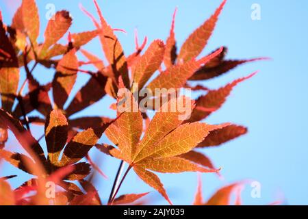 Acer palmatum 'Skeeter's Broom', 'Skeeter balai japonais's Broom' quitte contre un fond de ciel bleu Banque D'Images