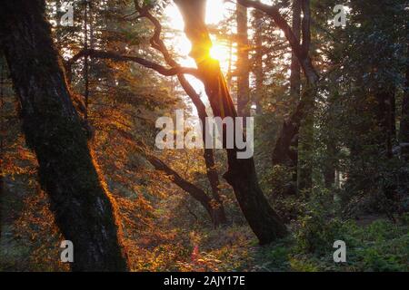 La forêt ancienne en Californie Banque D'Images