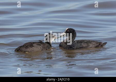 Foulque d'alimentation des jeunes adultes Banque D'Images