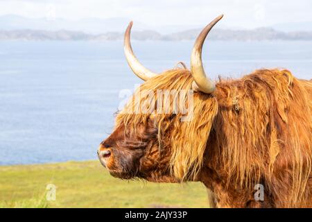 Une photographie d'une vache Highland le long de la route côtière d'Ardheslaig à Flémalle dans le nord-ouest des Highlands d'Écosse. Banque D'Images
