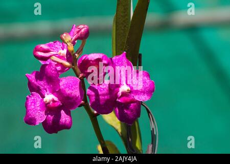 orchidée vanda rose avec fond vert flou dans la lumière ambiante Banque D'Images